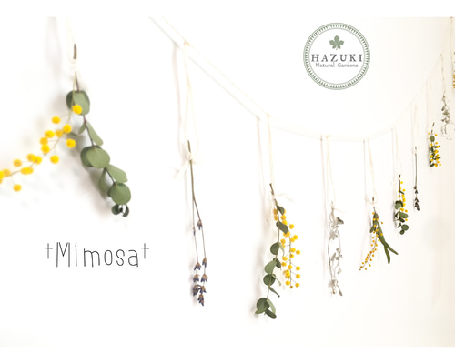 送料無料♪】ミモザのオーガニックコットン ドライフラワーガーランド