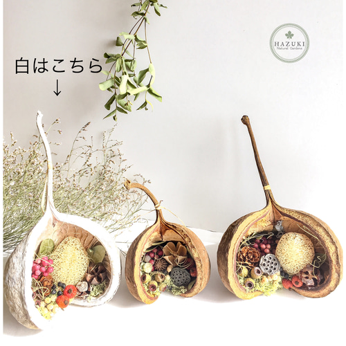 匿名配送】♡Lサイズ 幸せを呼ぶ木の実 ブッダナッツ 白 ドライ