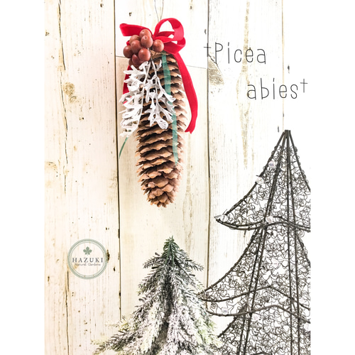 送料無料♪】ドイツトウヒのクリスマスオーナメント L ドライフラワー