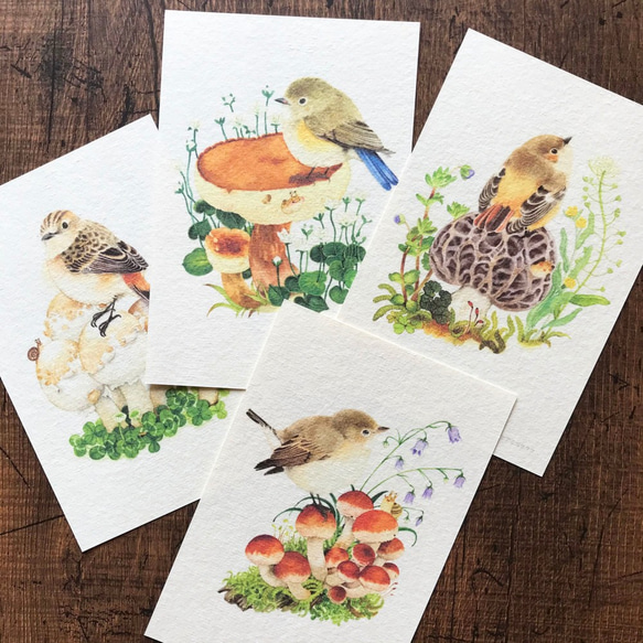 ポストカード『野鳥ヒタキ類』4枚セット 1枚目の画像