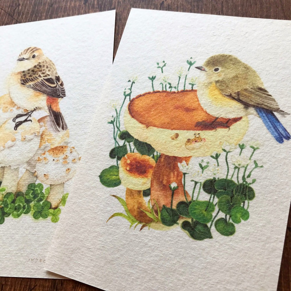ポストカード『野鳥ヒタキ類』4枚セット 4枚目の画像