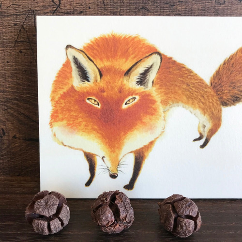 アカギツネ』 20x13cm パネル イラスト ふじいかずえ ・とりのこ