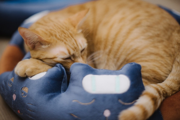 動物床墊-泡湯的貓  寵物床 可拆式床墊 第3張的照片
