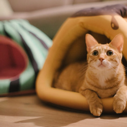 暖屋-焦糖布丁 貓窩 寵物床 第5張的照片