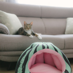 暖屋-西瓜 貓窩 寵物床 第2張的照片