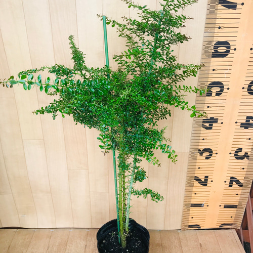 フィンガーライム実生苗☆樹高70センチ☆2鉢セット☆4.5号ポット《現品