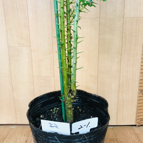 7年生　フィンガーライム実生苗／果実肥大中　樹高170センチ　10号鉢植え フィンガーライム実生苗☆樹高70センチ☆2鉢セット☆4.5号ポット《現品