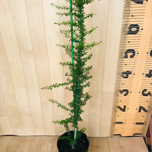 フィンガーライム実生苗☆樹高70センチ☆2鉢セット☆4.5号ポット《現品