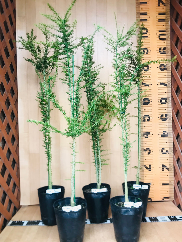 フィンガーライム苗【実生苗☆5鉢☆樹高100センチ☆4.5号ポット】現品