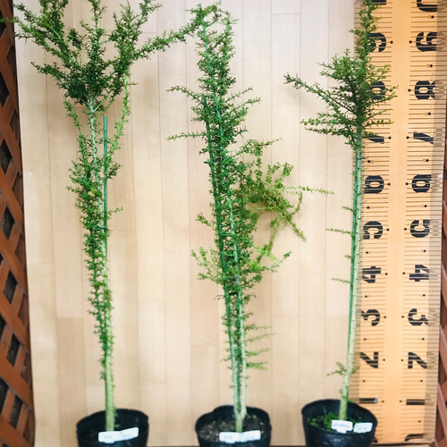 フィンガーライム苗【実生苗☆5鉢☆樹高100センチ☆4.5号ポット】現品