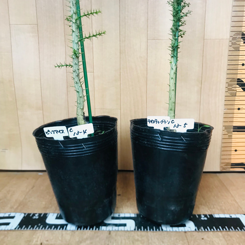 フィンガーライム苗【実生苗☆5鉢☆樹高100センチ☆4.5号ポット】現品