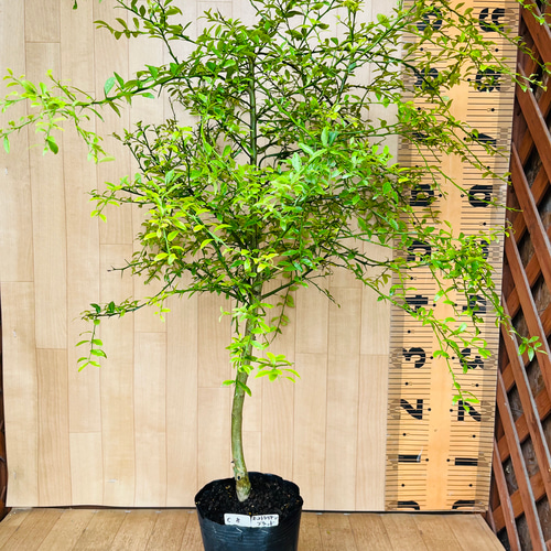 柑橘2年生 フィンガーライム接木苗／苗 6鉢まとめて 撮影品発送 柑橘