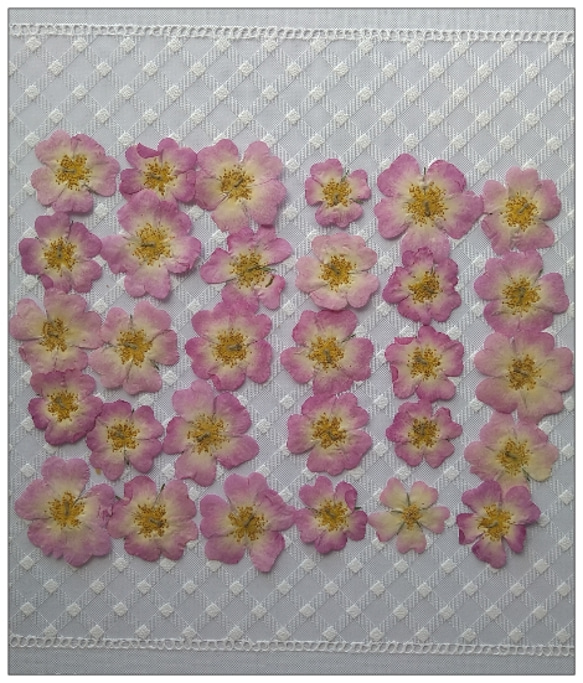 アウトレットセール!! 押し花素材　ミニバラ（薄ピンク）30枚　おまけ付 1枚目の画像
