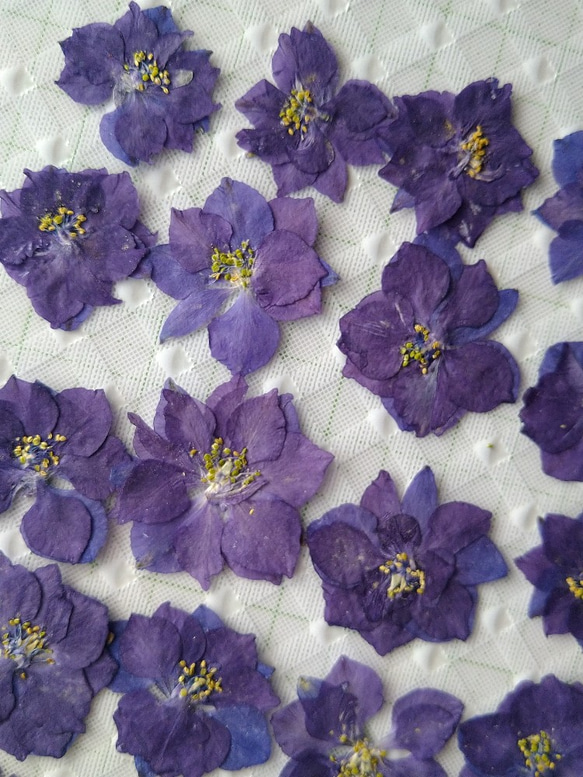 アウトレットセール 押し花素材　チドリ草（紫色）花びら３０枚 2枚目の画像