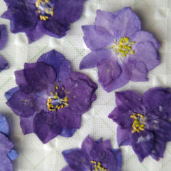 アウトレットセール 押し花素材　チドリ草（紫色）花びら３０枚 3枚目の画像