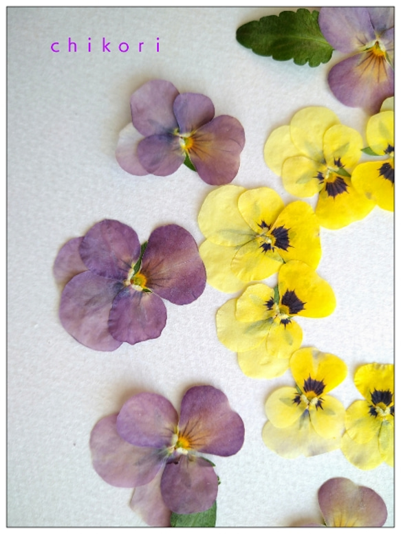 アウトレットセール!! 【2020押し花素材】ビオラ（うす紫色）✕（黄色）ミックス 3枚目の画像