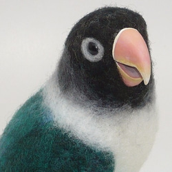 本トリ No.81 ブルーボタンインコ / 羊毛フェルト リアルサイズ 羊毛