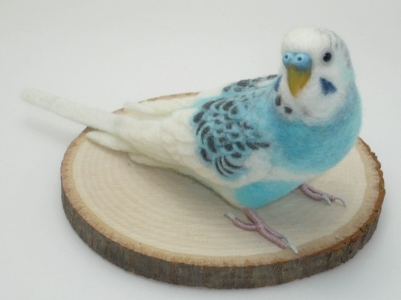 [Ｐ様専用] セキセイインコ ホワイトハルクイン / 羊毛フェルト リアルサイズ 2枚目の画像