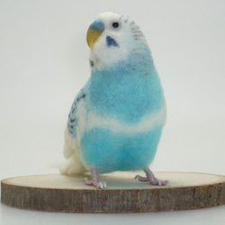 [Ｐ様専用] セキセイインコ ホワイトハルクイン / 羊毛フェルト リアルサイズ 5枚目の画像