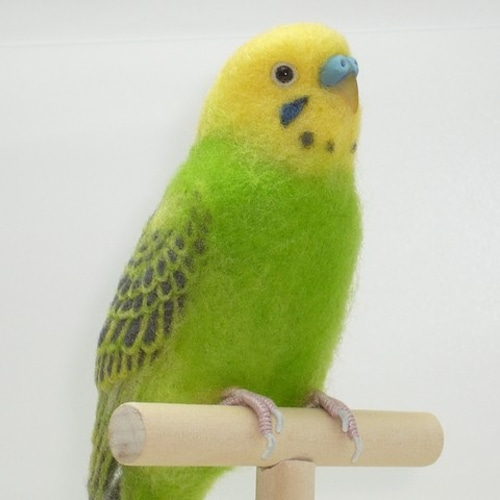 本トリ No.82 セキセイインコ グリーンオパーリン（止まり木付き
