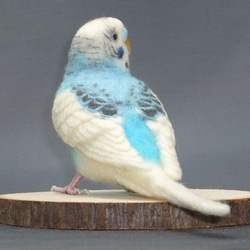 [Ｍ様専用] セキセイインコ ブルーパイド / 羊毛フェルト リアルサイズ 4枚目の画像