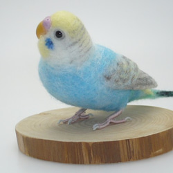 [オーダー品] セキセイインコ パステルカラー レインボー 6枚目の画像