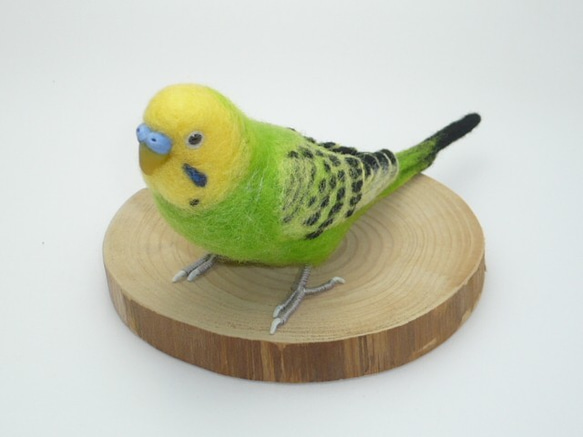 [オーダー品] セキセイインコ オパーリン グリーン 1枚目の画像