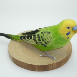 [オーダー品] セキセイインコ オパーリン グリーン 5枚目の画像