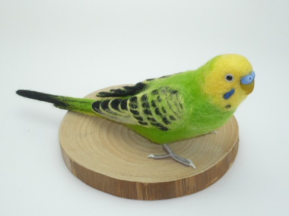 [オーダー品] セキセイインコ オパーリン グリーン 5枚目の画像