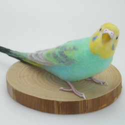 [オーダー品] セキセイインコ パステルカラー レインボー 1枚目の画像