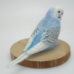 [オーダー品] セキセイインコ スパングル 2枚目の画像