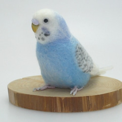 [オーダー品] セキセイインコ スパングル 3枚目の画像