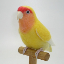 本トリ No.68 コザクラインコ ゴールデンチェリー / 羊毛フェルト リアルサイズ 1枚目の画像