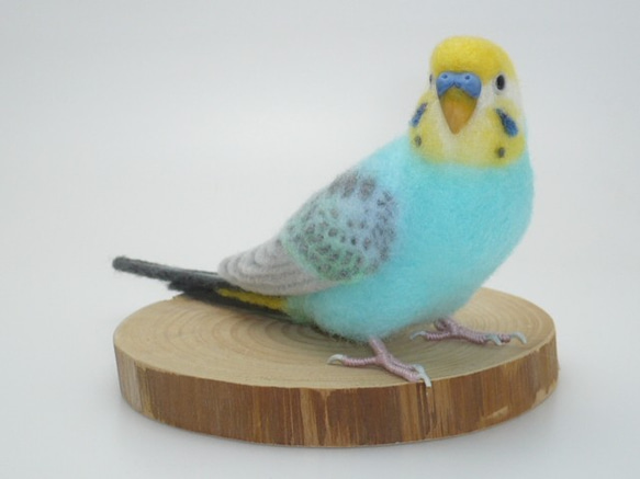 本トリ No.70 セキセイインコ パステルカラー レインボー / 羊毛フェルト リアルサイズ 1枚目の画像