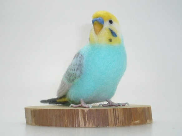 本トリ No.70 セキセイインコ パステルカラー レインボー / 羊毛フェルト リアルサイズ 5枚目の画像