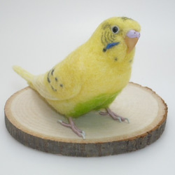 [オーダー品] セキセイインコ イエローハルクイン / 羊毛フェルト リアルサイズ 1枚目の画像