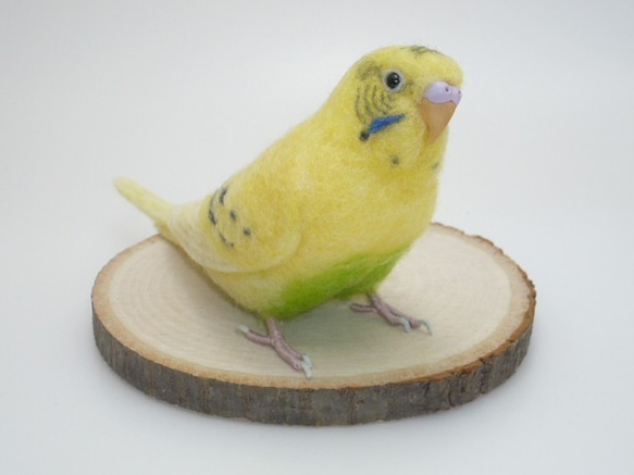 [オーダー品] セキセイインコ イエローハルクイン / 羊毛フェルト リアルサイズ 1枚目の画像