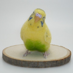 [オーダー品] セキセイインコ イエローハルクイン / 羊毛フェルト リアルサイズ 2枚目の画像