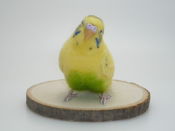 [オーダー品] セキセイインコ イエローハルクイン / 羊毛フェルト リアルサイズ 2枚目の画像