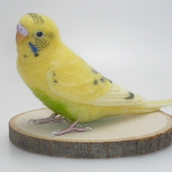 [オーダー品] セキセイインコ イエローハルクイン / 羊毛フェルト リアルサイズ 4枚目の画像