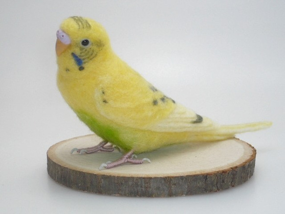 [オーダー品] セキセイインコ イエローハルクイン / 羊毛フェルト リアルサイズ 4枚目の画像