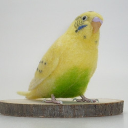 [オーダー品] セキセイインコ イエローハルクイン / 羊毛フェルト リアルサイズ 5枚目の画像