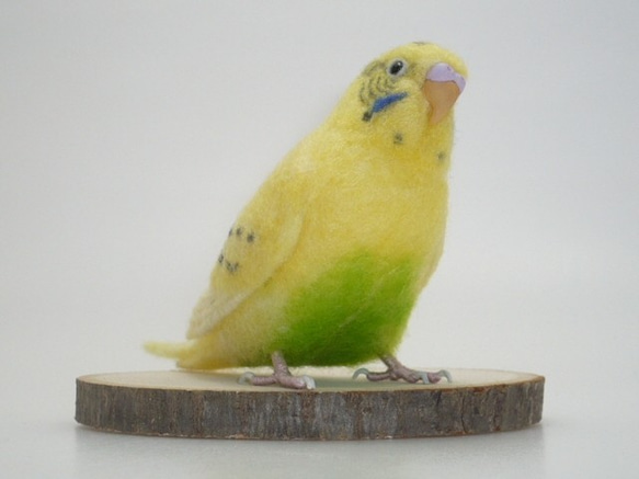 [オーダー品] セキセイインコ イエローハルクイン / 羊毛フェルト リアルサイズ 5枚目の画像