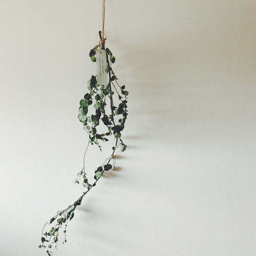 ベルガムナッツとソルゴーのミモザスワッグとユーカリ一本枝スワッグの