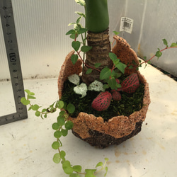 クワズイモ オリジナル鉢寄せ植え 3枚目の画像