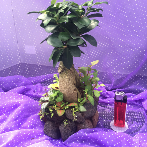 ガジュマル　琉球石灰岩巻き付 ガジュマル 琉球石灰岩巻き付 RYUKYU SEKKAIGAN/琉球石灰岩 | TECTURE