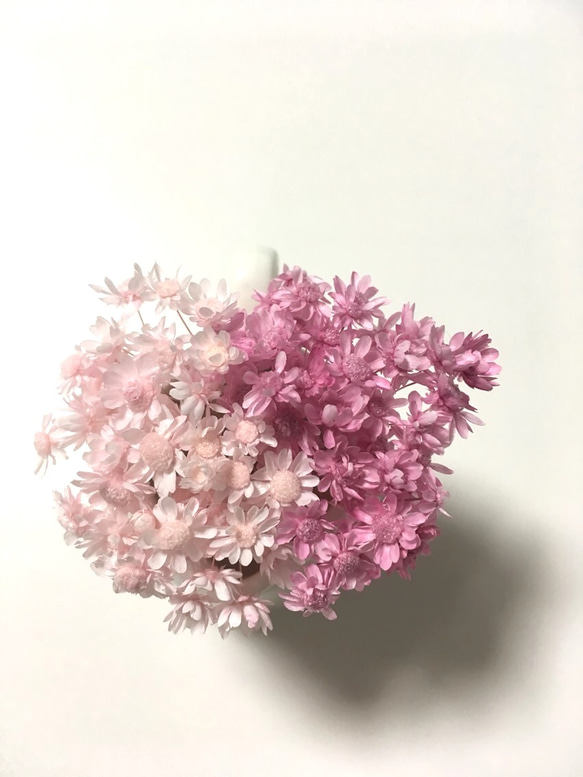 スターフラワーミニ ブライダルピンクのみ70本/ハーバリウム  レジン 素材 材料 花材 1枚目の画像
