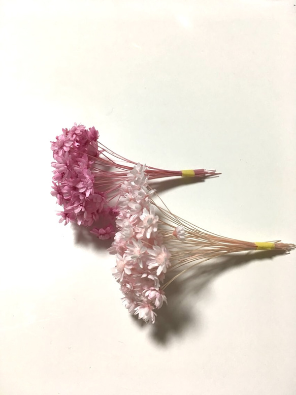 スターフラワーミニ ブライダルピンクのみ70本/ハーバリウム  レジン 素材 材料 花材 2枚目の画像