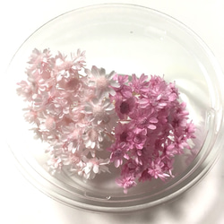 スターフラワーミニ ブライダルピンクのみ70本/ハーバリウム  レジン 素材 材料 花材 3枚目の画像