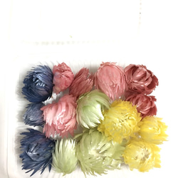 シルバーデイジー5色15輪①/ハーバリウム  花材 材料 素材 3枚目の画像